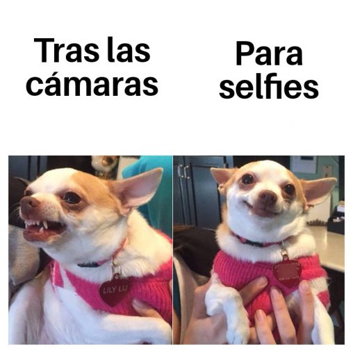 meme perros dog meme selfies