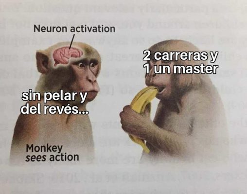 meme monos carreras y master